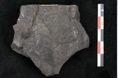 Foto (Detailansicht) von Palissya podocarpoides Ettingshausen (NHMW-GEO-2024-0188-10309)